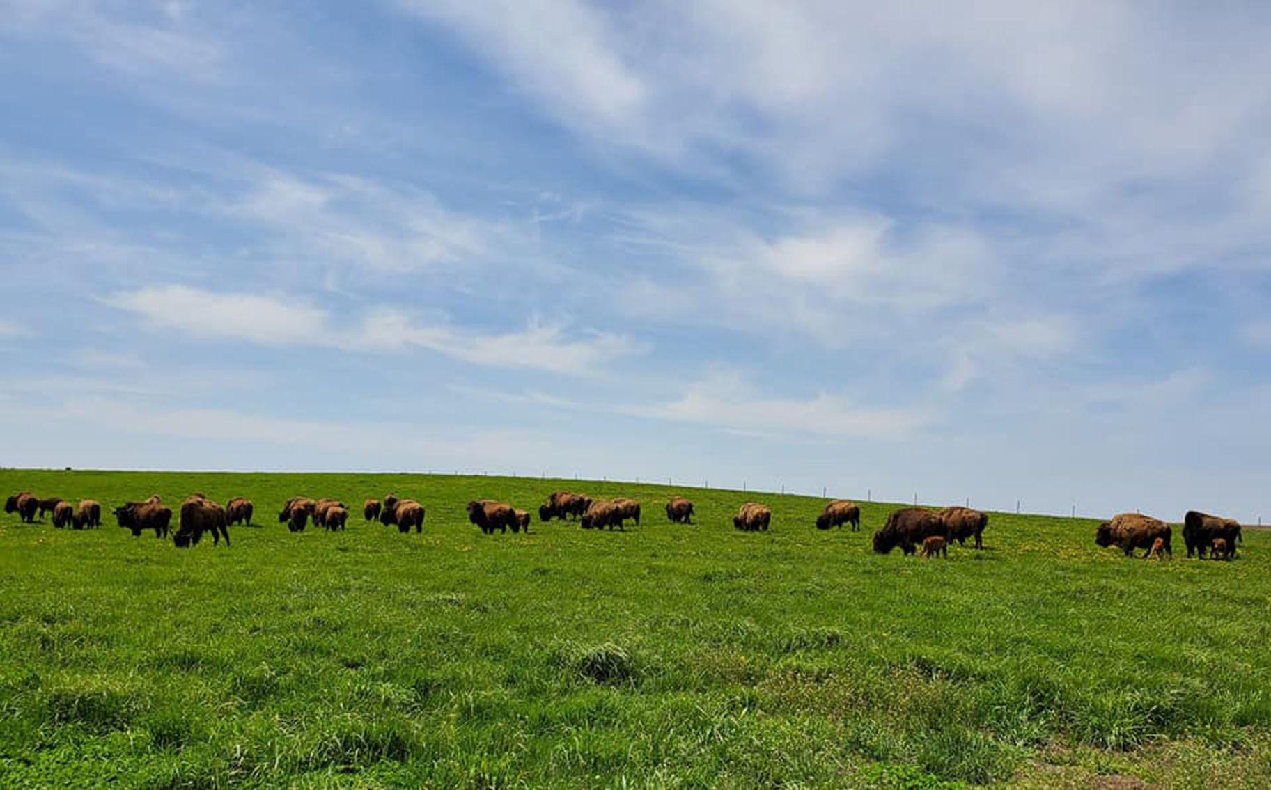 Lieb bison herd.jpg